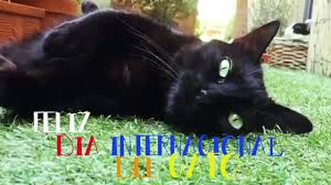 Ya sabéis que desde el mundo del gato abogamos para que no sea sólo este día el que nos concienciemos para querer, proteger y amar a nuestros gatos. Feliz Dia Internacional Del Gato Youtube