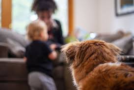 To Test If Dogs Feel Envy Researchers Made Them Watch Their Owners Play With Fake Dogs Salon Com