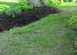 Weed the lawn either by hand, or using a weed killer remove any boulders, stones and any other obstacles scarify the lawn to remove moss and loosen the soil How To Overseed A Lawn Greenview