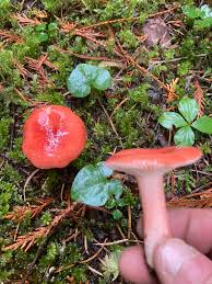 Image result for Russula vinacea