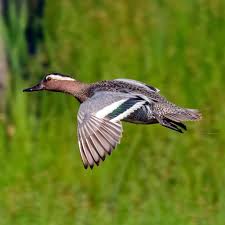 Image result for Dark Brown 1983 Tappan