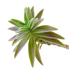 Image result for Aeollanthus suaveolens