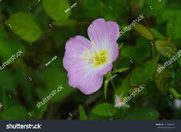 Image result for Dissotis speciosa
