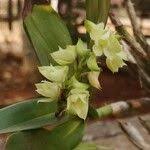 Image result for Polystachya bennettiana