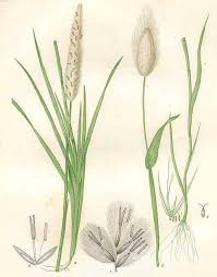 Image result for Imperata