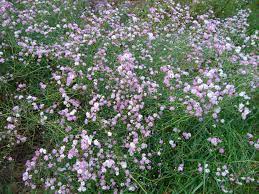 We did not find results for: Annuals In The Native Garden The Gateway Gardener