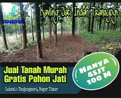 Pilihan lokasi yang strategis bernilai. Dijual Kavling Tanah Murah Di Bogor Beserta Pohon Jati Free Perawatan Daftarngiklan