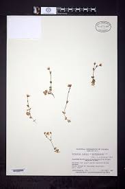 Image result for Cerastium octandrum