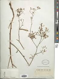 Image result for Launaea cornuta