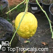 Image result for Citrus medica