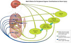 Neurotoxicity An Overview Sciencedirect Topics
