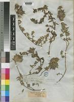 Image result for Barleria macrostegia