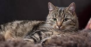 ‪Cat keeping - Deutscher Tierschutzbund‬‏