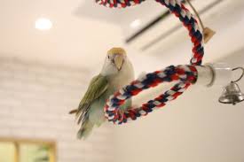 我家啾啾 愛情鳥小鸚 橙額白臉綠小鸚 小桜インコ Lovebird In 2020 Cute Birds Love Birds Bird