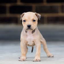Tri color pitbull for sale. Light Brown Pitbull Puppies Pet S Gallery