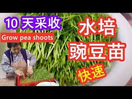 水培豌豆苗 做错了这些步骤 豌豆苗长不好 豌豆苗炒肉片 how to grow pea shoots 点cc看字幕 english subtitles youtube container vegetables microgreens container gardening