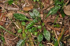 Image result for Adelostigma athrixioides