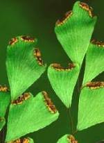 Image result for Adiantum schweinfurthii