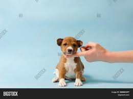 For more information on inherited diseases in basenjis, please visit the basenji club of america website on the links page. Small Cute Dog Blue Image Photo Free Trial Bigstock