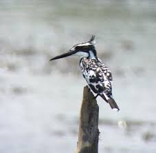 Place symbols and customize your way with valid characters within the game. Halcyon Days Wild Watch Japan Nature Guides