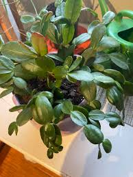 Omg this is my mother-in-laws Christmas cactus. We are visiting her in  Illinois right now and wants me too have it! I have several small ones at  home. Now I'm trying to