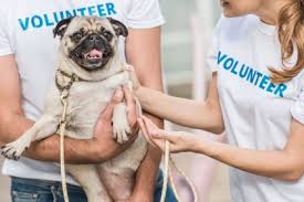 How old to volunteer at animal shelter. How To Donate To And Support Animal Shelters In Dubai Expatwoman Com