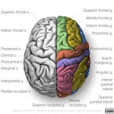 Image result for Brain Gyri