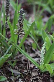 Image result for Microcoelia koehleri