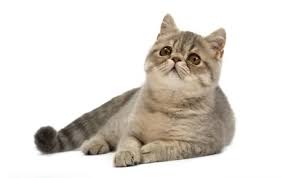 All our cats live with us underfoot and are a part of. Exotic Cat Breed Information Pictures Characteristics Facts