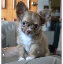 The chihuahua is a playful dog breed that ranges from bold to shy nature. Wachowa Chihuahua S Smooth And Long Coat Chihuahua Breeder Brisbane Qld