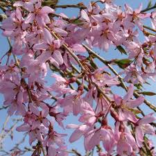 Image result for Prunus