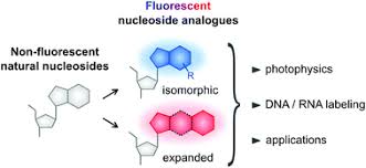 69 474 просмотра 69 тыс. Fundamental Photophysics Of Isomorphic And Expanded Fluorescent Nucleoside Analogues Chemical Society Reviews Rsc Publishing