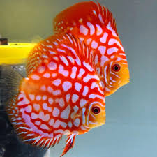 Discus Love On Instagram Discus Love Discus Love Discus Akvaryum Tropical Fish Tanks Tropical Fish Aquarium Fresh Water Fish Tank