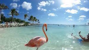 Praia Dos Flamingos Em Aruba 360º Vr Youtube