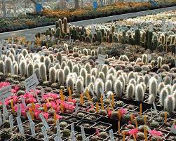 You want it to be 100% cactus juice, not from concentrate and organic is best. Southfield Nurseries The Home Of Cactusland Cacti Nurseries