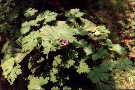Image result for Geranium ocellatum
