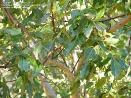 Image result for Ficus chirindensis
