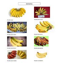 Tidak hanya enak, pisang juga memiliki sejumlah manfaat yang baik untuk kesehatan. Macam Macam Pisang Copy