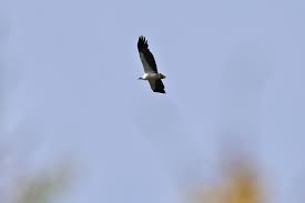 White Bellied Sea Eagle Lorong Halus Singapore Botanic Gardens Sea Eagle Bald Eagle