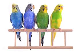 Male parakeets are generally friendlier and more vocal than the females, so you can guess based on. How Can You Tell If A Parakeet Is Male Or Female Findersfree Com