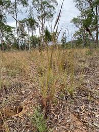 Image result for Heteropogon contortus