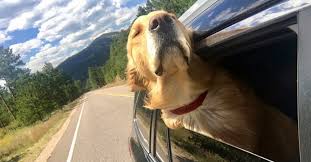 Browse thru thousands of golden retriever dogs for adoption near charlotte, vermont, usa area , listed by dog rescue organizations and individuals, to find your match. 10 Golden Retriever Rescues Looking For Fosters And Adopters Laptrinhx News