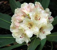 Plant Descriptions Hybrid Rhododendrons Rhododendron Plant Flower Stands Rhododendron