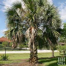 Saw palmetto is a tree. Palmetto Better Homes Gardens