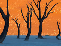 If you're looking for somewhere on planet earth offering the most extreme climate and challenging if you visit the safari in the summer and the winter you'll see the incredible change in our camels. Camel Thorn Trees Namibia