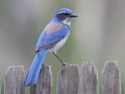 Image result for Thecacoris spathulifolia