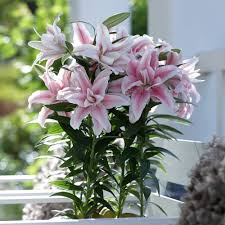 Lilium Plants Bonsai Plants For Sale Lily Plants