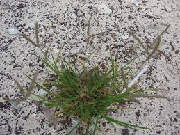 Image result for Eleusine kigeziensis