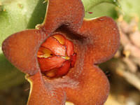 Image result for Piaranthus atrosanguineus