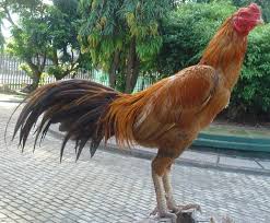 Inilah Ciri Dan Kelebihan Ayam Bangkok Berwarna Emas Bangkok Online Games Juara
